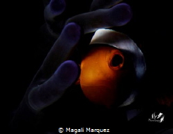 Watching the dawn of a new day
Clownfish with Retra snoo... by Magali Marquez 